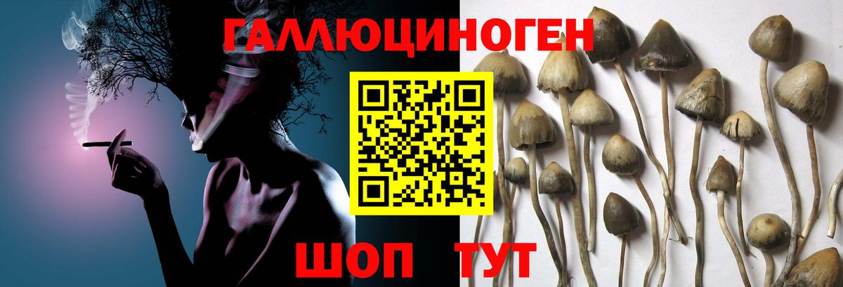 Знаменск  Псилоцибиновые грибы GOLDEN TEACHER  Вход с VPN 